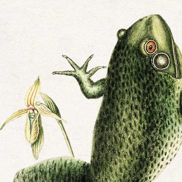 Mark Catesby Bull Frog - Art Print 2 Mark Catesby Bull Frog - Art Print - Image 2