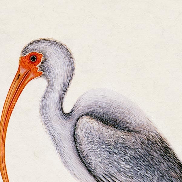 Mark Catesby White Ibis - Art Print - Image 2