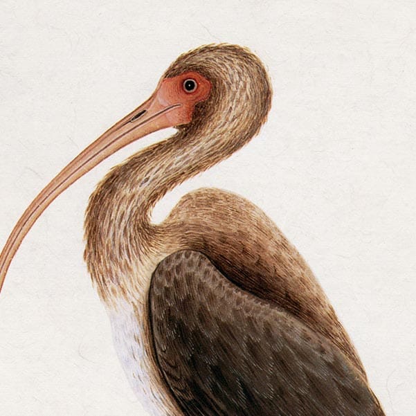 Mark Catesby Ibis - Art Print 2 Mark Catesby Ibis - Art Print - Image 2