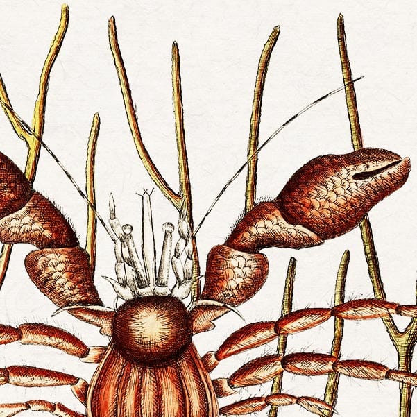 Mark Catesby Sea Hermit Crab - Art Print 2 Mark Catesby Sea Hermit Crab - Art Print - Image 2