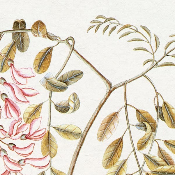 Mark Catesby American Bison - Art Print - Image 2