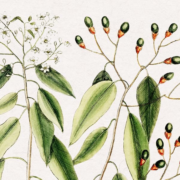 Mark Catesby Puffer Fish - Art Print - Image 2