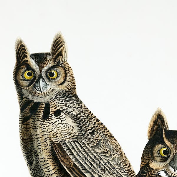 Great Horned Owls  John James Audubon - Art Print - Image 2