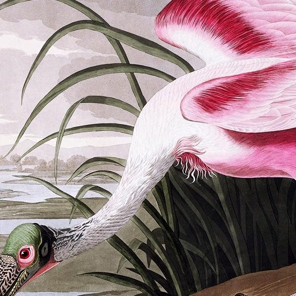Roseate Spoonbill John James Audubon - Art Print - Image 2