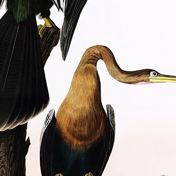 Anhinga John James Audubon - Art Print - Image 2