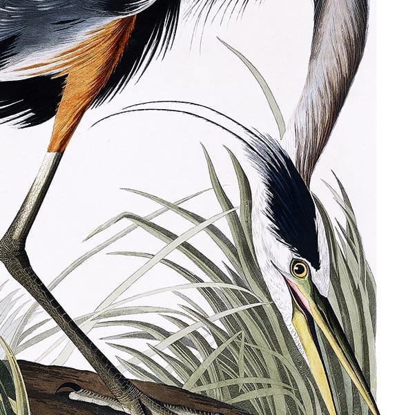 Great Blue Heron John James Audubon - Art Print - Image 2