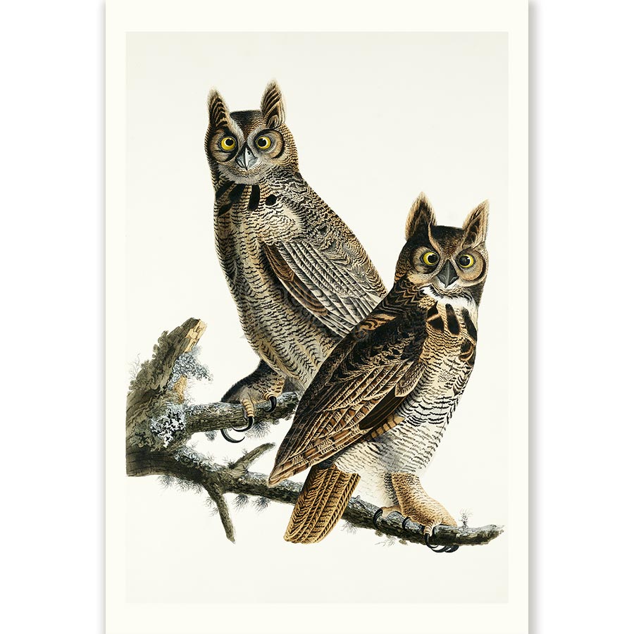Great Horned Owls  John James Audubon - Art Print