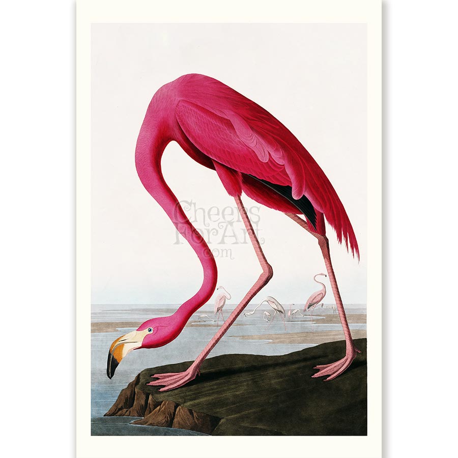 Pink Flamingo John James Audubon - Art Print