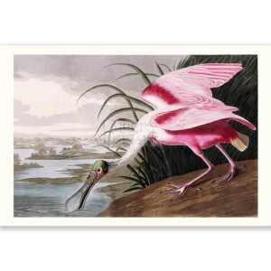 Roseate Spoonbill John James Audubon - Art Print