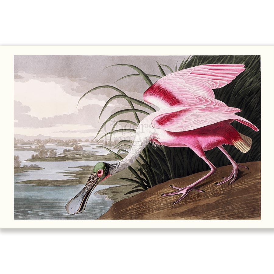 Roseate Spoonbill John James Audubon - Art Print