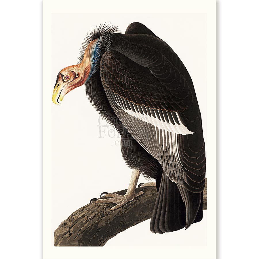 California Condor John James Audubon - Art Print