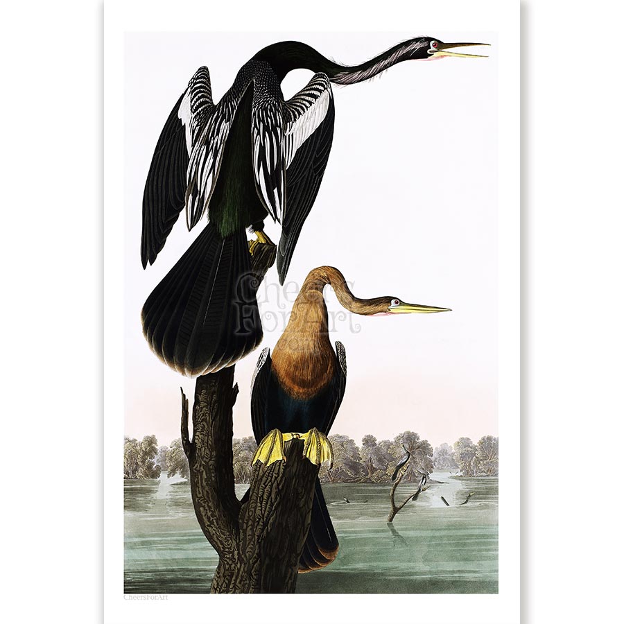 Anhinga John James Audubon - Art Print