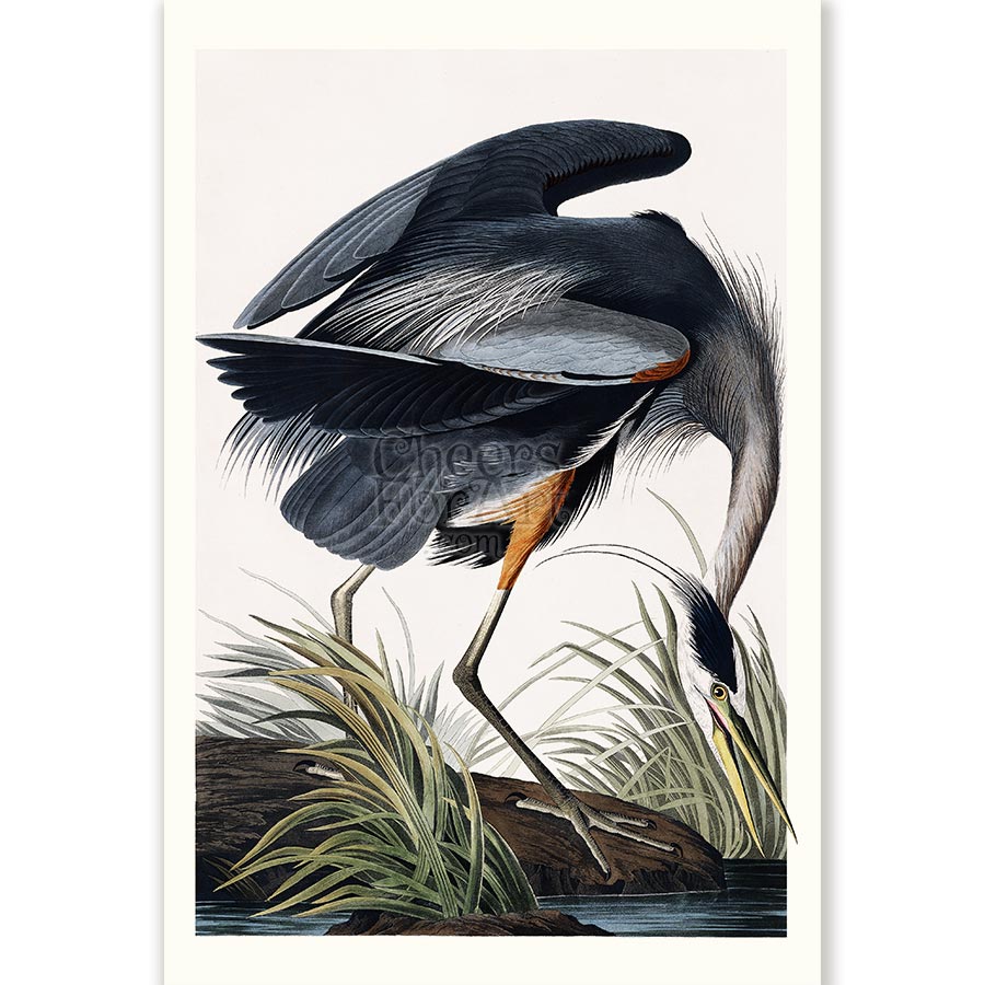 Great Blue Heron John James Audubon - Art Print