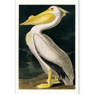 American White Pelican John James Audubon - Art Print