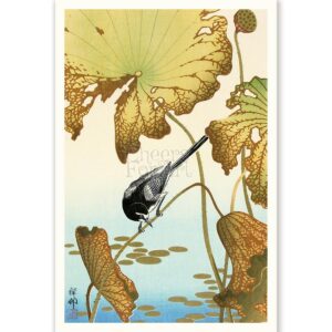 Wagtail on Lotus Ohara Koson - Art Print