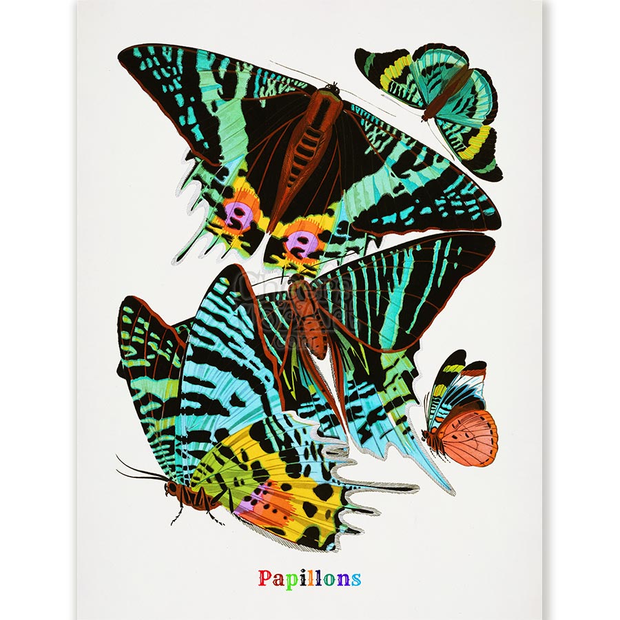 E.A. Seguy Papillons Pl.7 Butterfly Fine Art Print