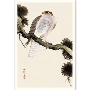 Hawk on Branch Ohara Koson - Art Print