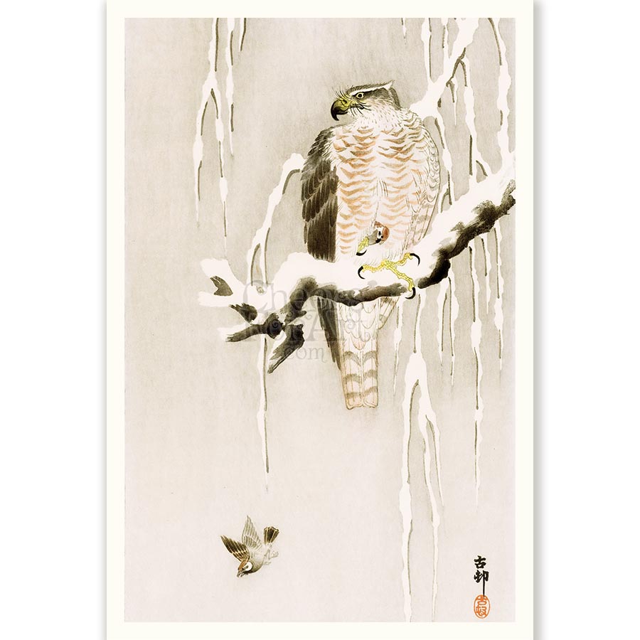 Hawk on Snowy Branch Ohara Koson - Art Print