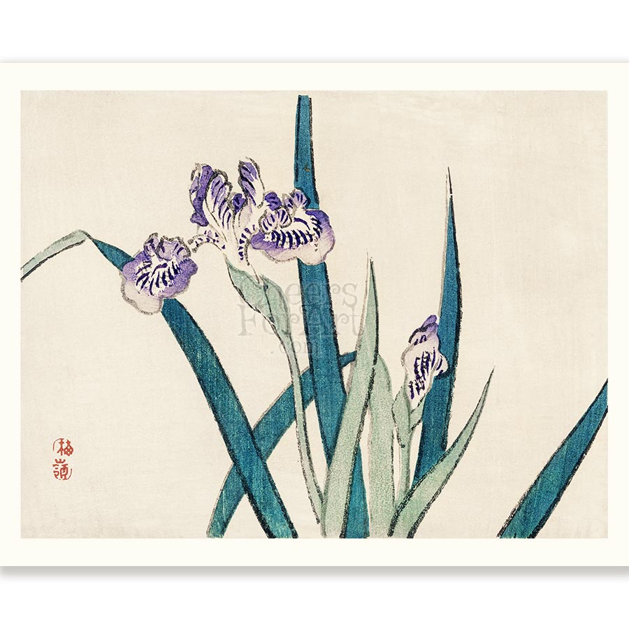 Iris Kono Bairei - Art Print