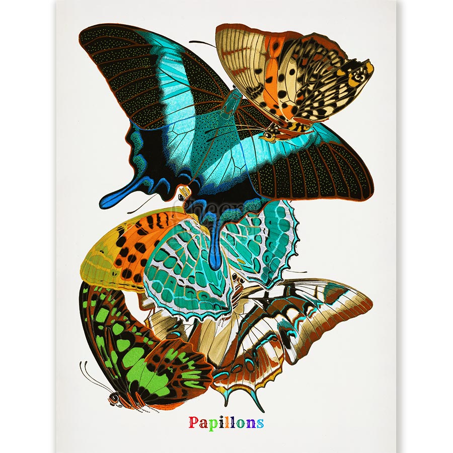 E.A. Seguy Papillons Pl.13 Butterfly Fine Art Print