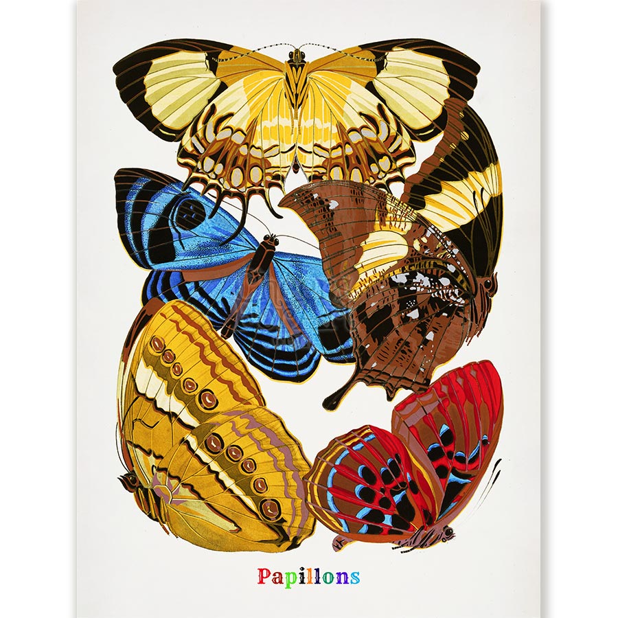 E.A. Seguy Papillons Pl.4 Butterfly Fine Art Print