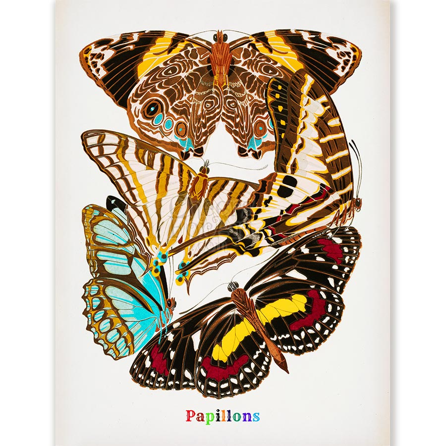 E.A. Seguy Papillons Pl.5 Butterfly Fine Art Print