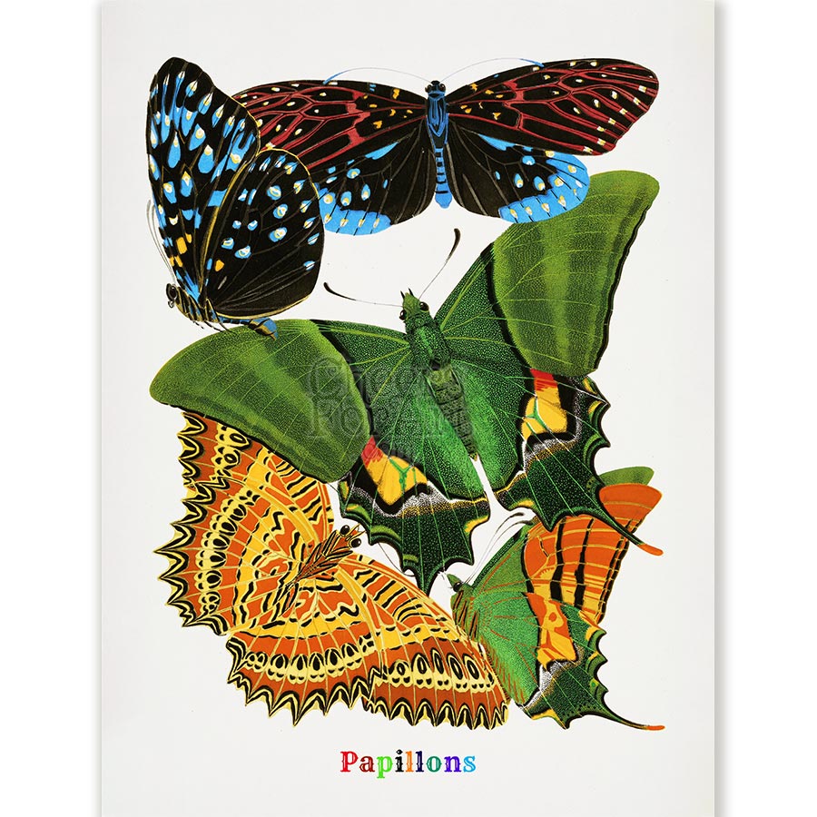 E.A. Seguy Papillons Pl.6 Butterfly Fine Art Print