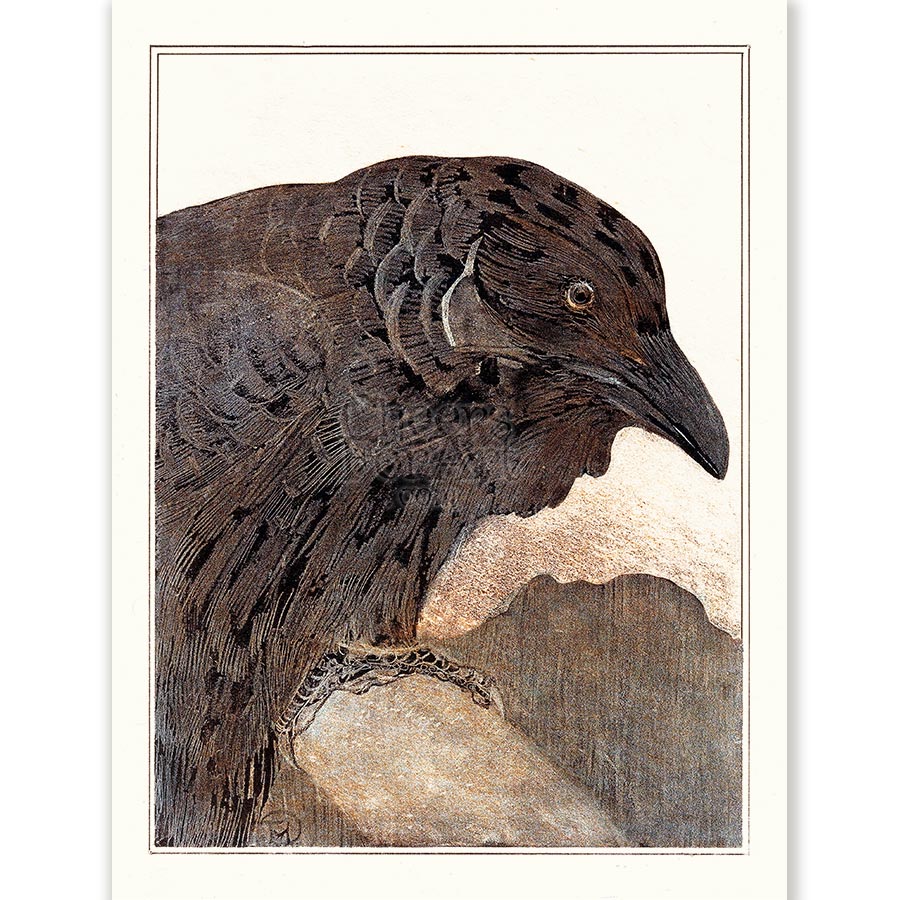 Theo van Hoytema Crow - Art Print 1 Theo van Hoytema Crow - Art Print