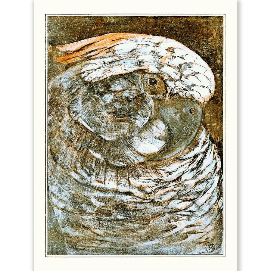Theo van Hoytema Head of a Parrot - Art Print 1 Theo van Hoytema Head of a Parrot - Art Print