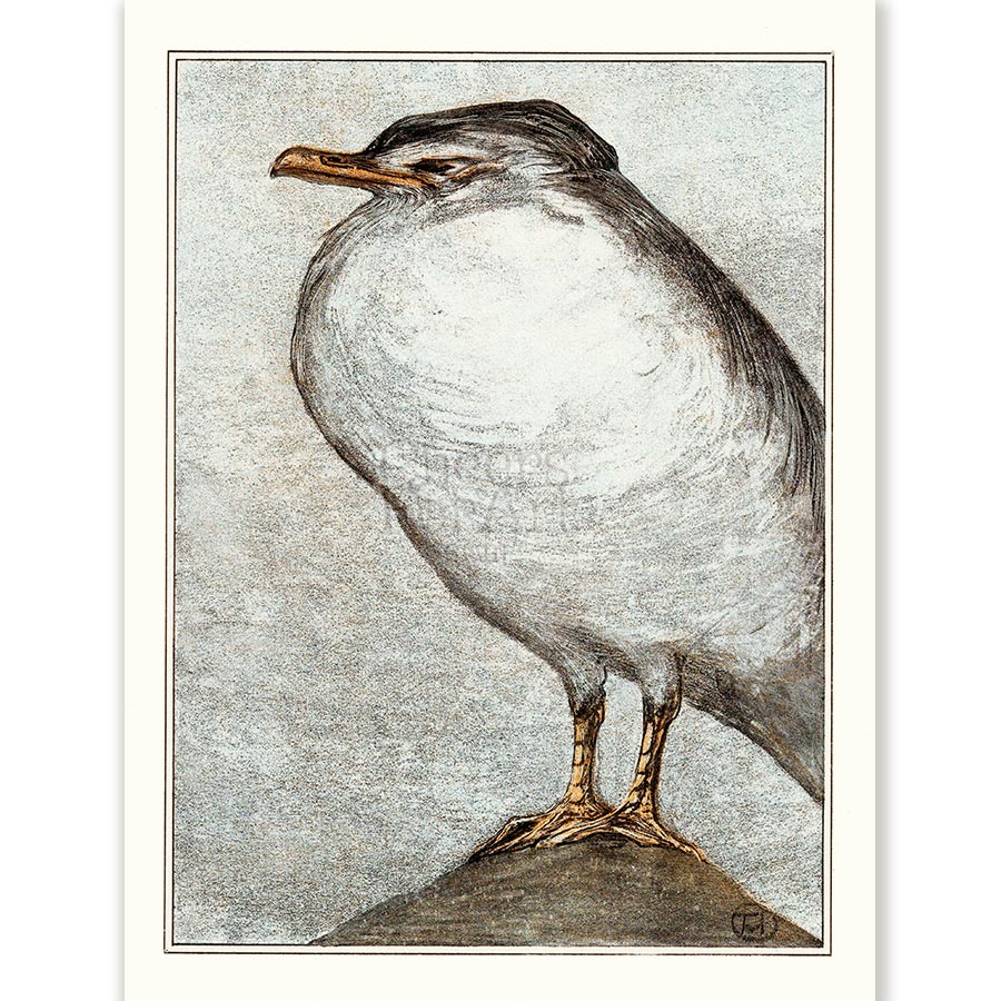 Theo van Hoytema Herring Gull - Art Print 1 Theo van Hoytema Herring Gull - Art Print