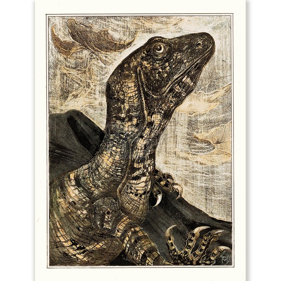 Theo van Hoytema Iguana - Art Print 1 Theo van Hoytema Iguana - Art Print