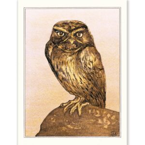 Theo van Hoytema Little Owl on Rock - Art Print