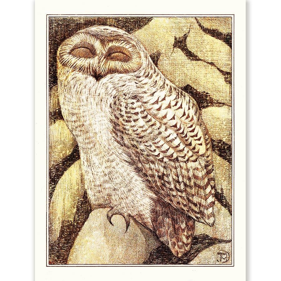 Theo van Hoytema Snowy Owl - Art Print 1 Theo van Hoytema Snowy Owl - Art Print