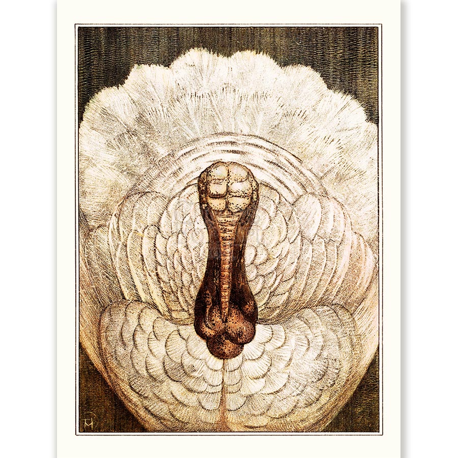Theo van Hoytema Turkey - Art Print 1 Theo van Hoytema Turkey - Art Print
