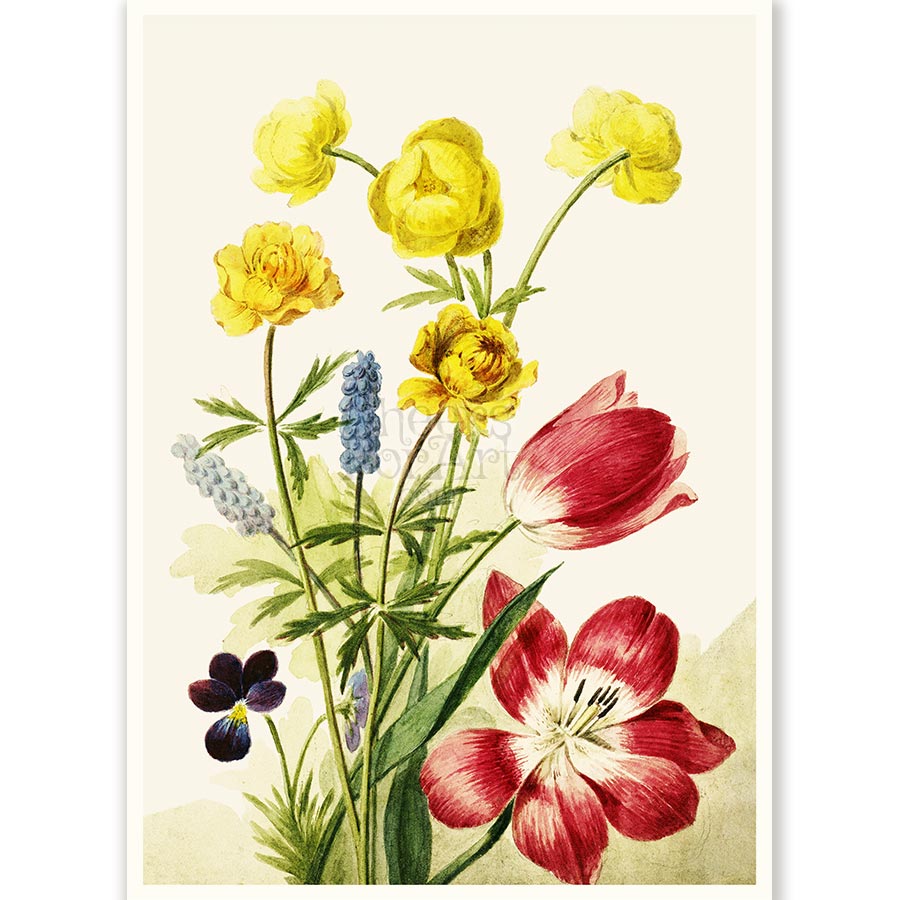 Tulips, pansies and grape hyacinths Willem van Leen - Art Print