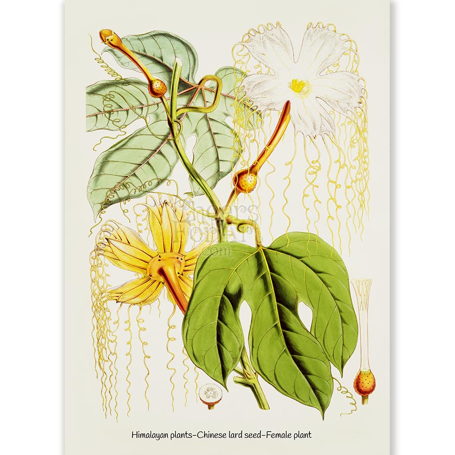 Walter Hood Fitch Chinese Lard Female Plant - Art Print 1 Walter Hood Fitch Chinese Lard Female Plant - Art Print
