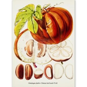 Walter Hood Fitch Chinese Lard Seed, Fruit - Art Print