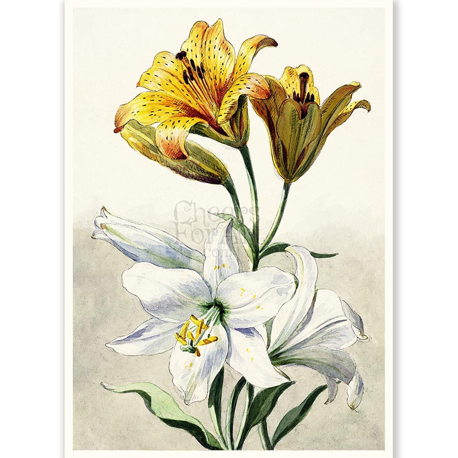 Yellow and White Lilies Willem van Leen - Art Print 1 Yellow and White Lilies Willem van Leen - Art Print
