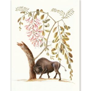 Mark Catesby American Bison - Art Print