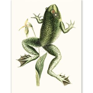 Mark Catesby Bull Frog - Art Print Mark Catesby Bull Frog - Art Print