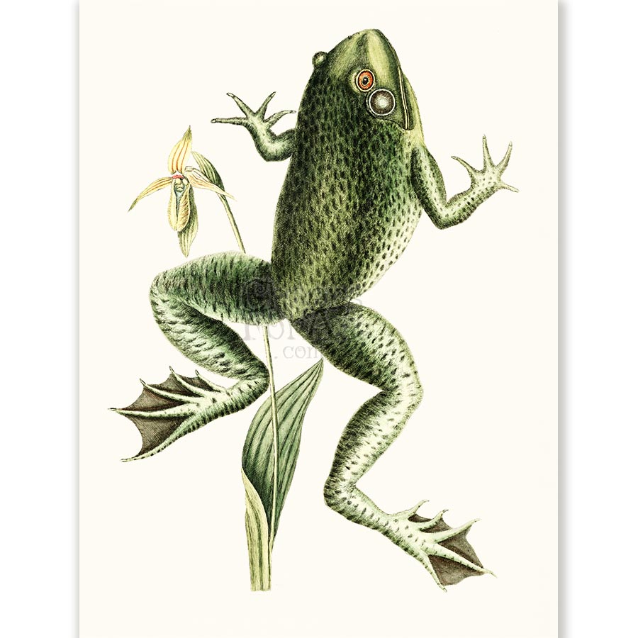Mark Catesby Bull Frog - Art Print 1 Mark Catesby Bull Frog - Art Print