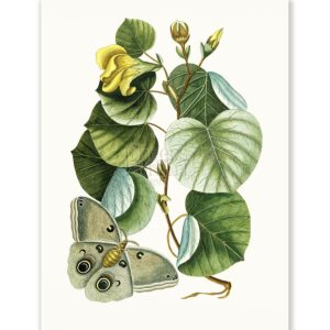 Mark Catesby Butterfly - Art Print