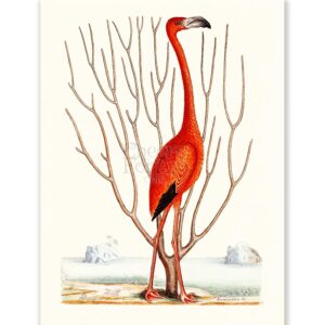 Mark Catesby Flamingo - Art Print