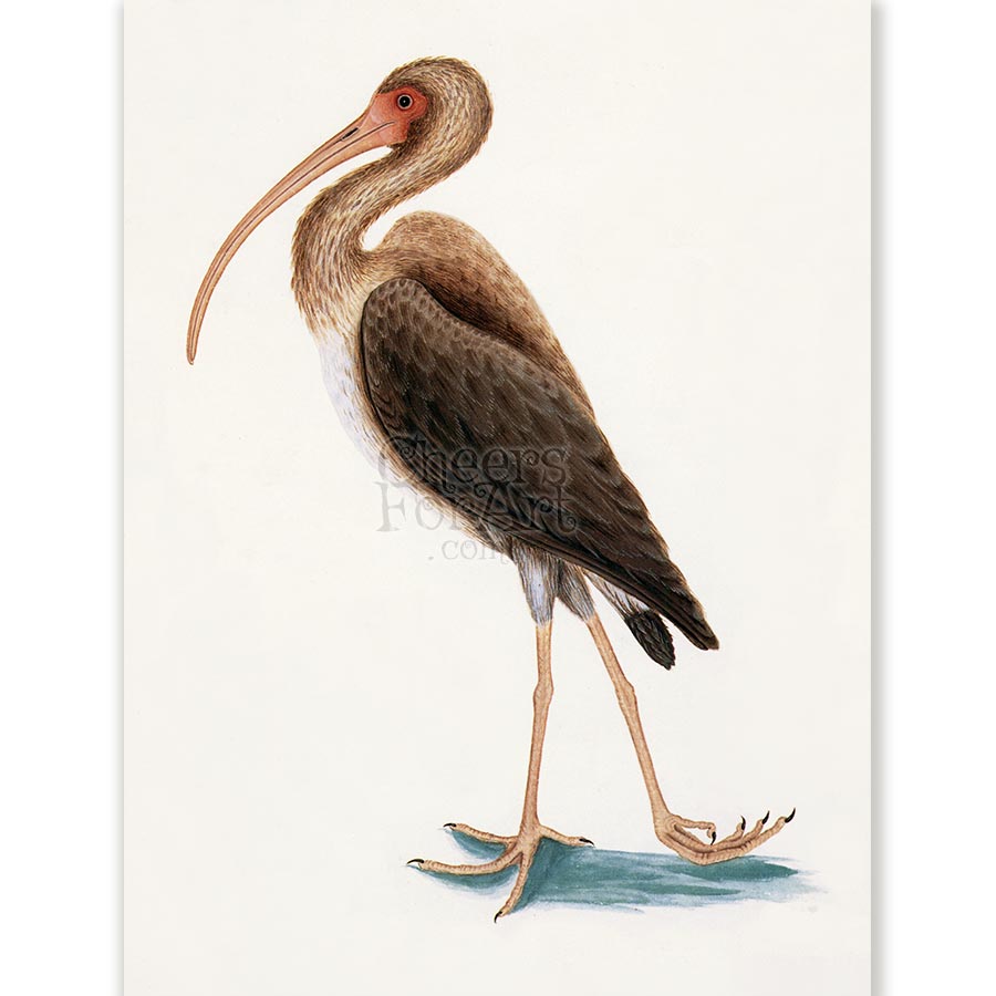 Mark Catesby Ibis - Art Print 1 Mark Catesby Ibis - Art Print