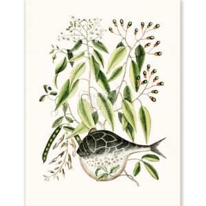 Mark Catesby Puffer Fish - Art Print