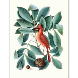 Mark Catesby Red Bird with Nuts - Art Print