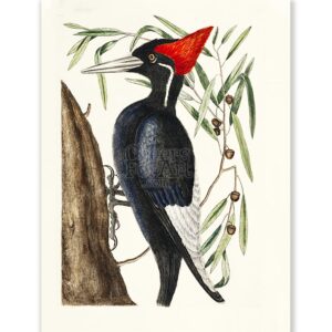 Mark Catesby Red-crowned Woodpecker - Art Print