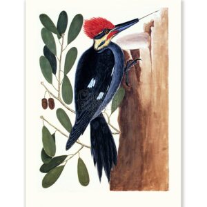 Mark Catesby Red-crowned Woodpecker - Art Print