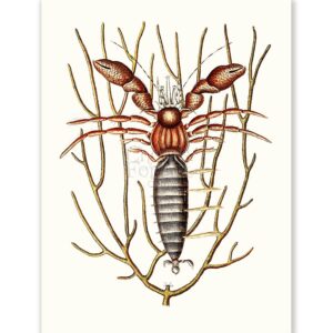 Mark Catesby Sea Hermit Crab - Art Print