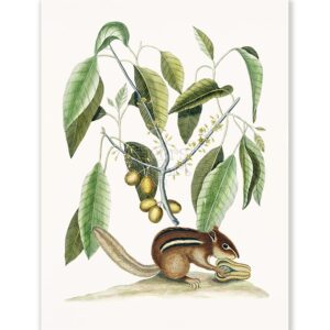 Mark Catesby Squirrel & Nuts - Art Print